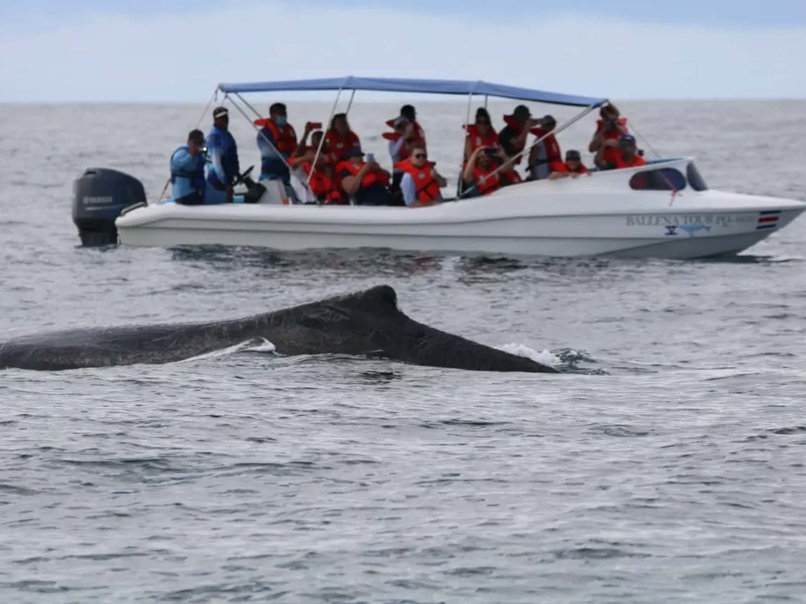 Ballena Tour, Travel Agency, Bahía Ballena