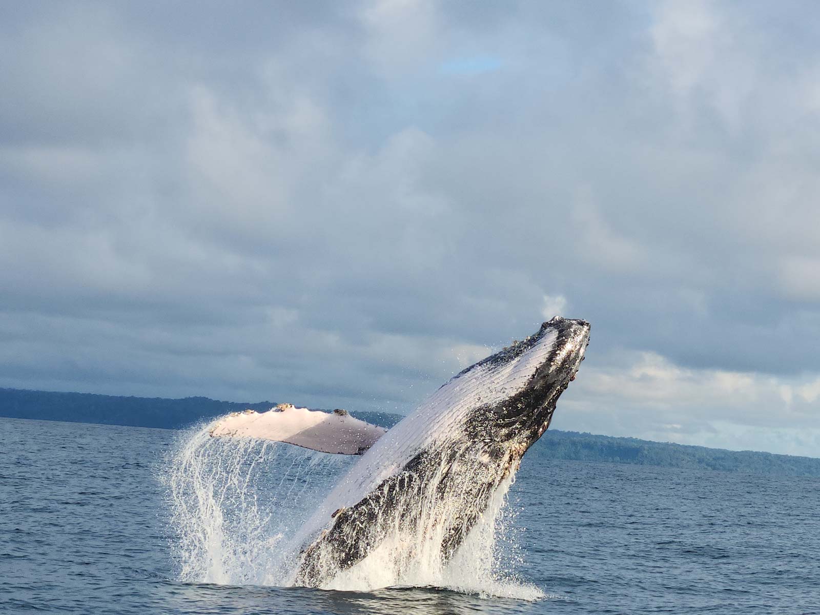 Ballena Tour, Travel Agency, Bahía Ballena