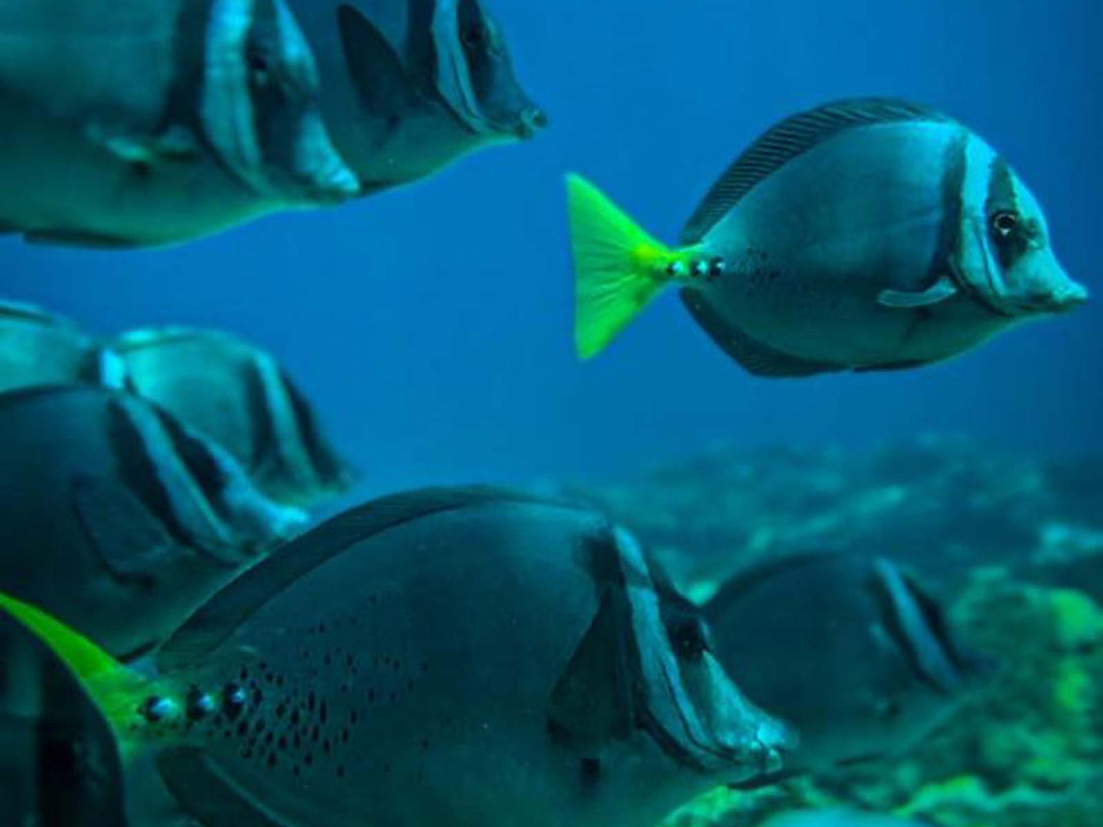 Ballena Tour, Travel Agency, Bahía Ballena