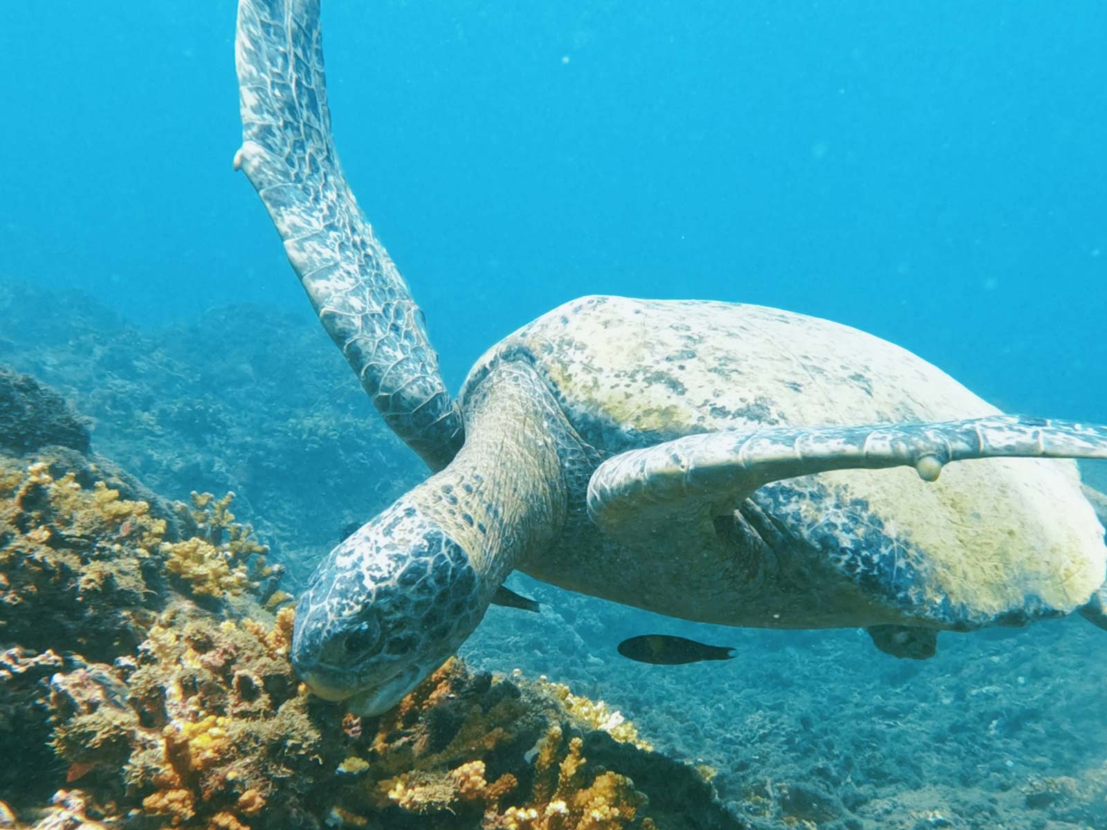 Ballena Tour, Travel Agency, Bahía Ballena