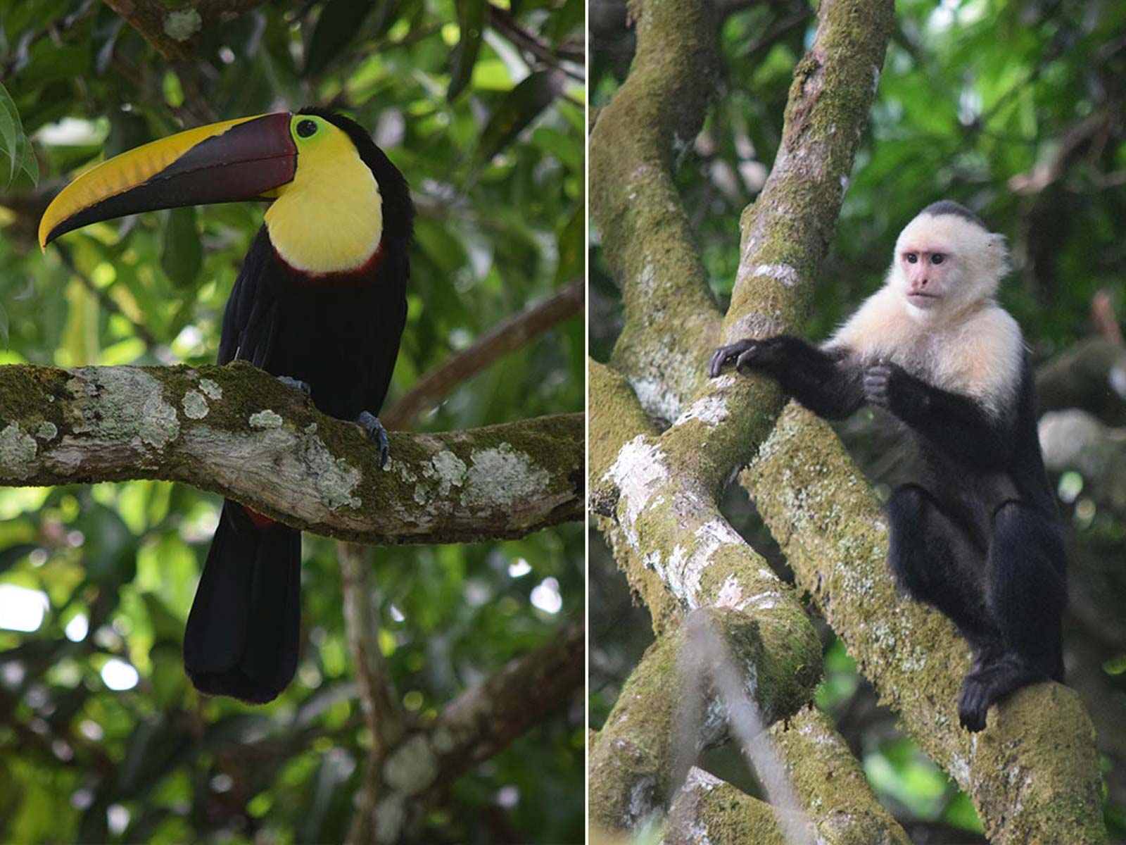 Hacienda Ébano, Nature Tours, Trails, Waterfalls, Farm & Restaurant, Barú PZ, close to Dominical