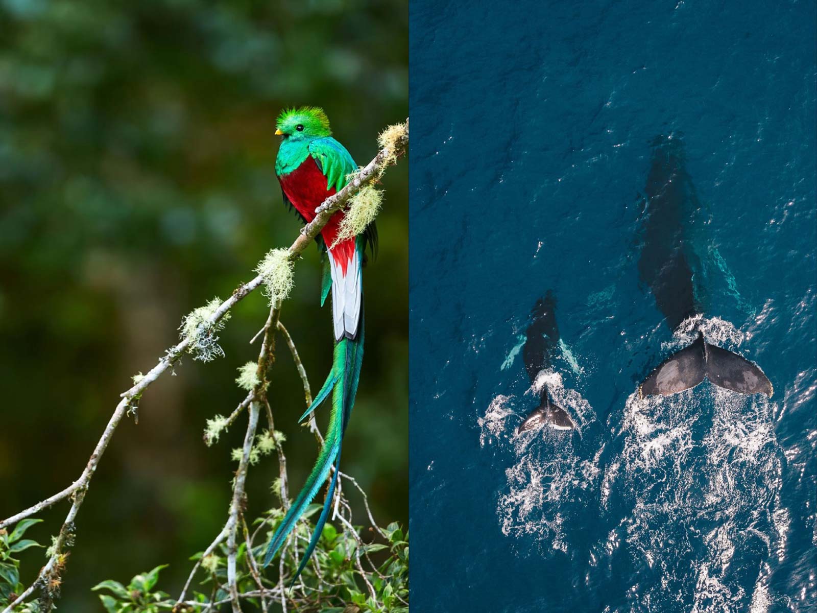 Quetzales y Ballenas, Convenio entre Destinos, Osa y Coto Brus