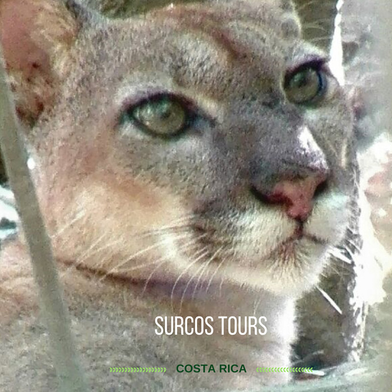 Surcos Tours, Receptive Tourism Operator, Puerto Jiménez